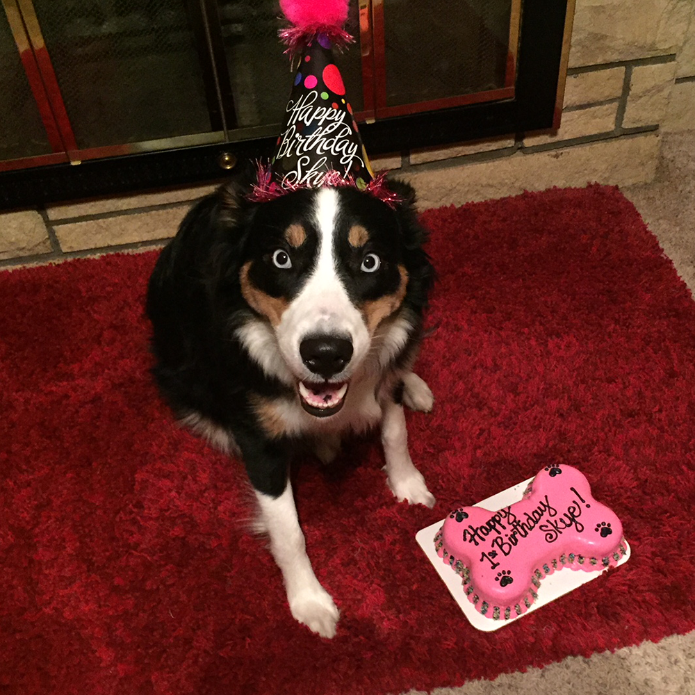 Big Bone Cake for Dogs