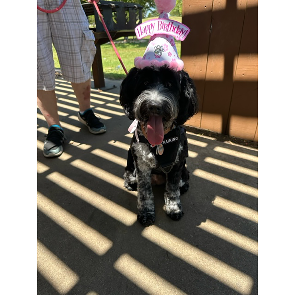 Poms Away! Birthday Hats for Dogs