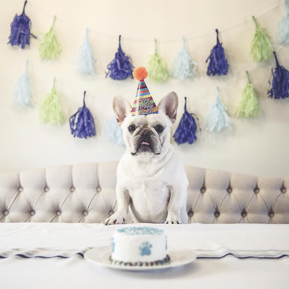 Birthday Hats for Dogs-Customized