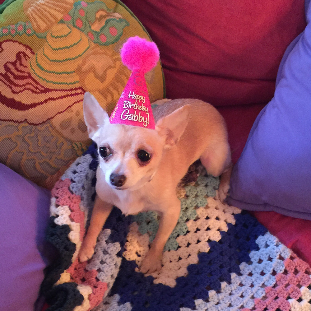 Birthday Hats for Dogs-Customized