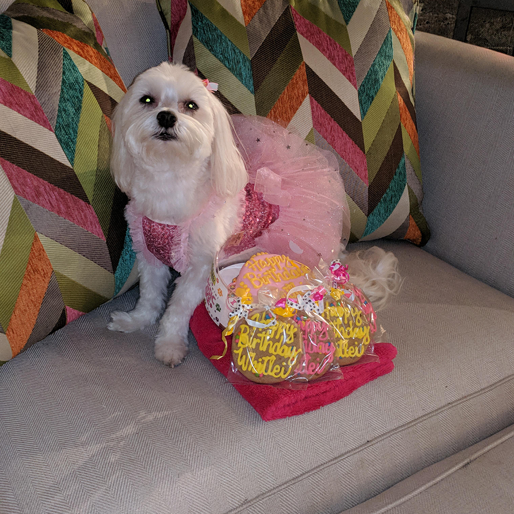 Cookies for Dogs-Customized