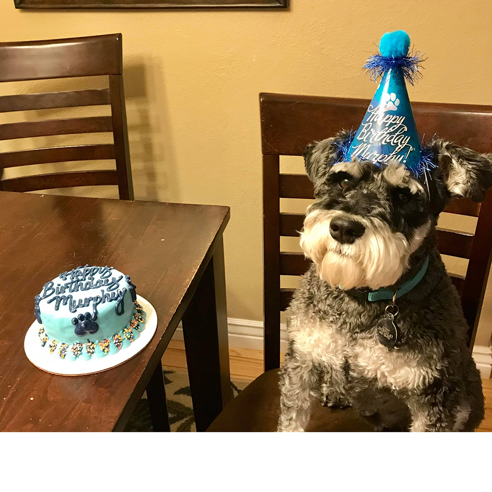 Birthday Cakes for Dogs